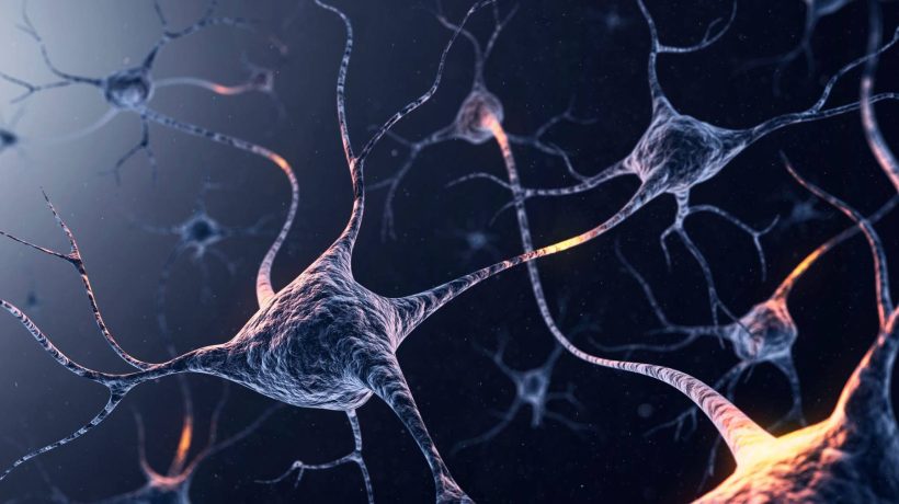 Genetic mechanism allows neurons to change their identity depending on the environment