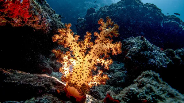 The stunning underwater world at risk as Iran's war drags on