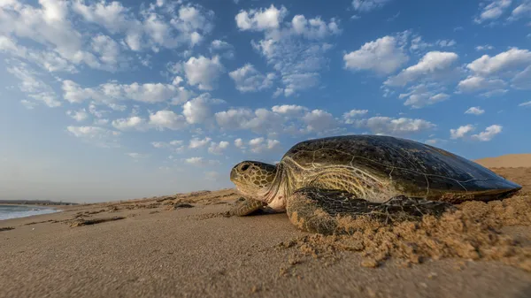 The stunning underwater world at risk as Iran's war drags on