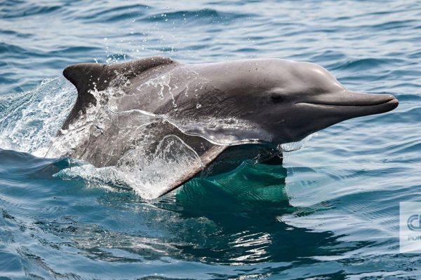The stunning underwater world at risk as Iran's war drags on