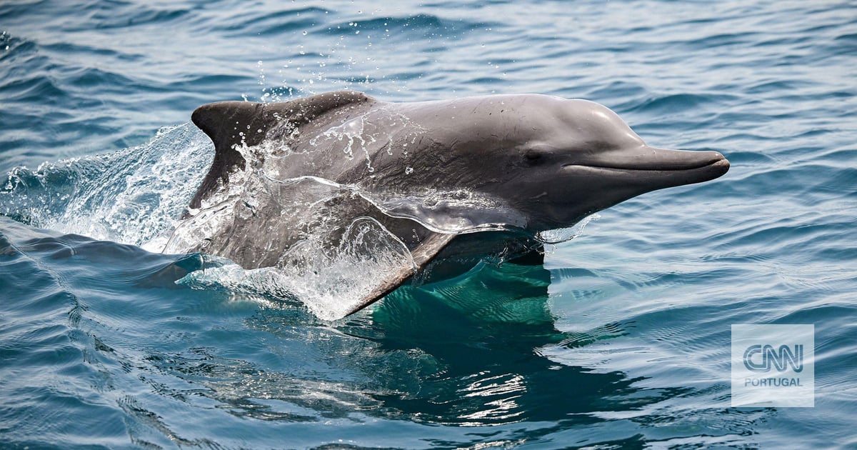 The stunning underwater world at risk as Iran's war drags on