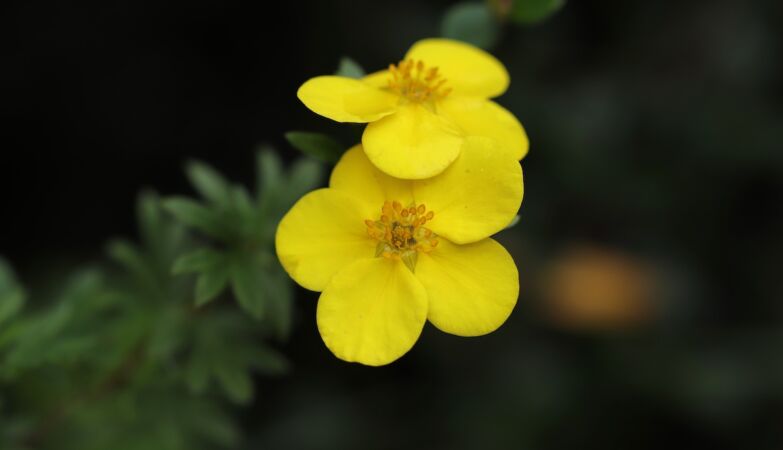 A cute little flower could be a secret weapon against superbugs