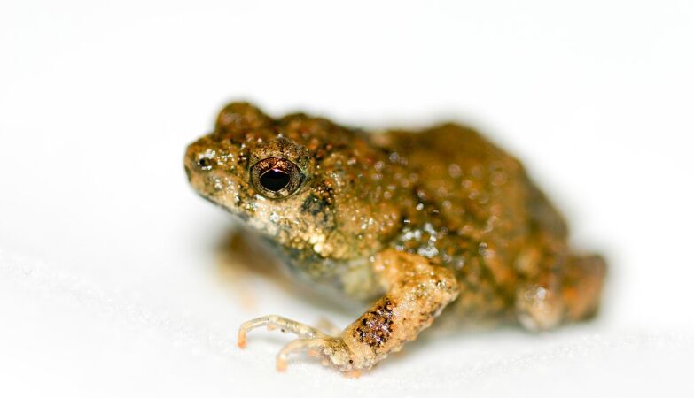 Darwin was right: we share tastes with animals