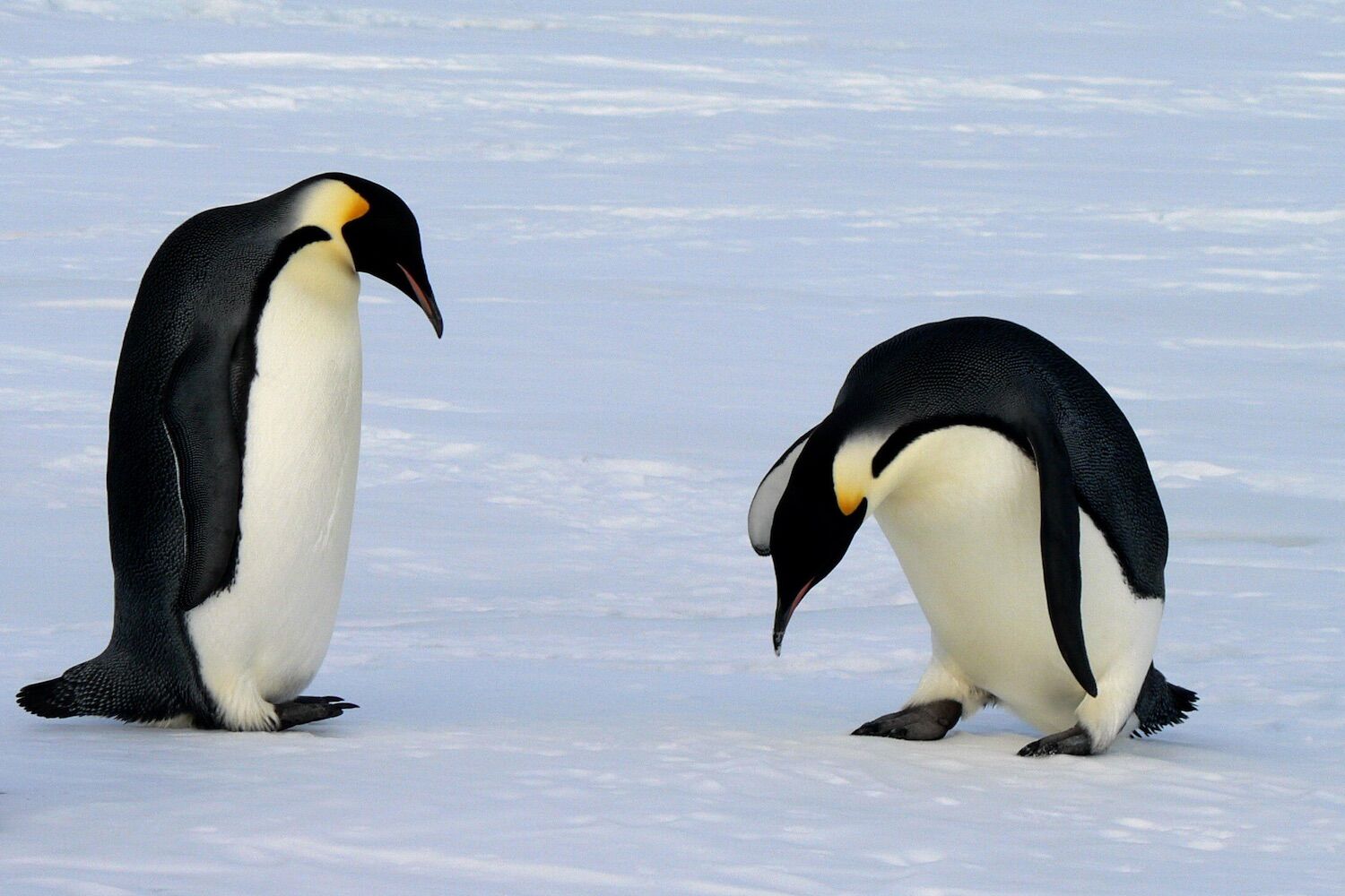 Excessive “pampering” in zoos is having a curious impact on penguins