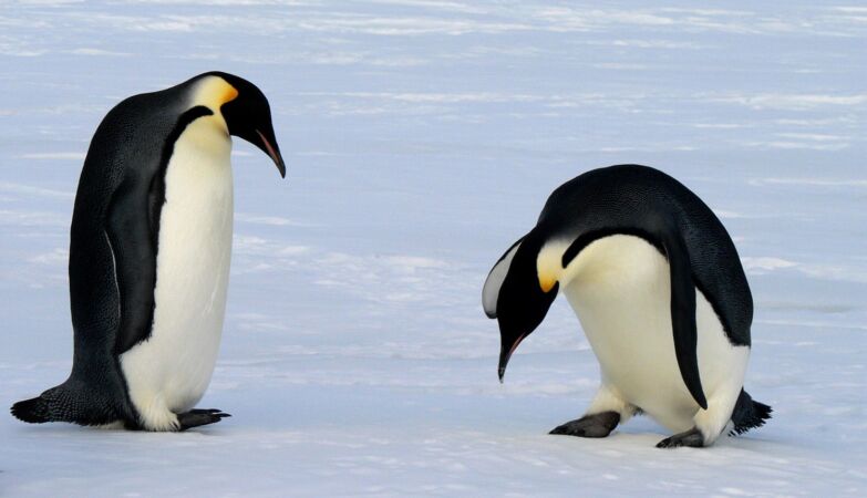 Excessive “pampering” in zoos is having a curious impact on penguins