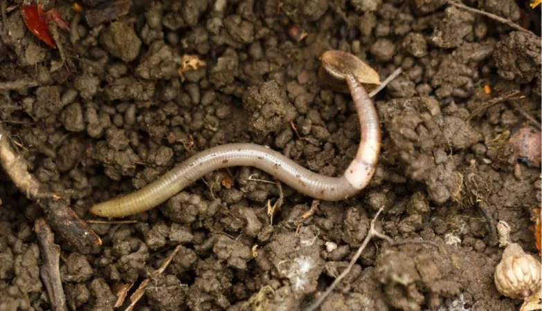 “Jumping worms” are a national problem in the US
