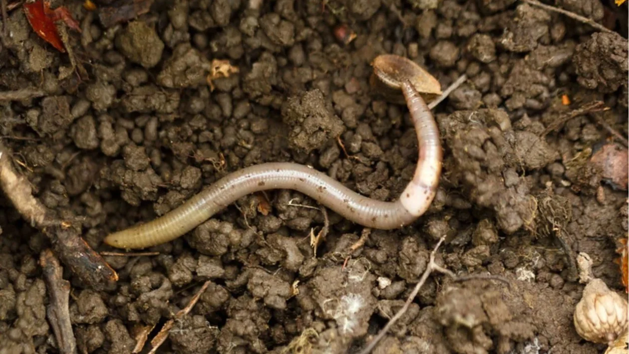 “Jumping worms” are a national problem in the US