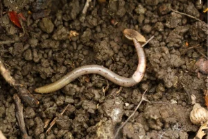“Jumping worms” are a national problem in the US