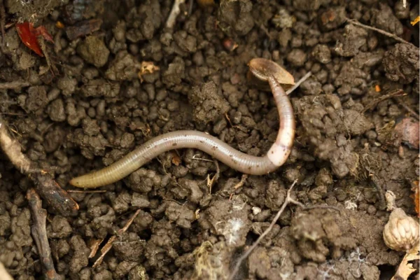 “Jumping worms” are a national problem in the US