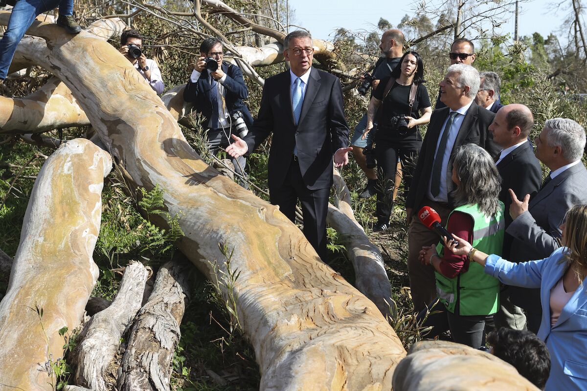 Mata Nacional de Leiria will sell fallen trees. Insurance warns the Government