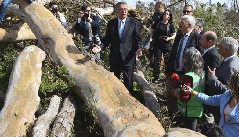 Mata Nacional de Leiria will sell fallen trees. Insurance warns the Government