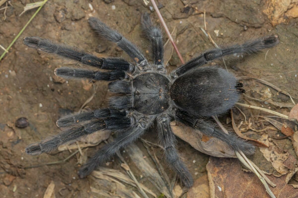 New species of tarantula with abnormally large sex organ discovered