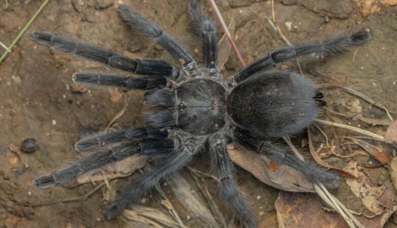 New species of tarantula with abnormally large sex organ discovered