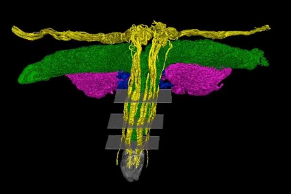 First 3D map of the clitoris reveals a whole new network of sexual sensitivity