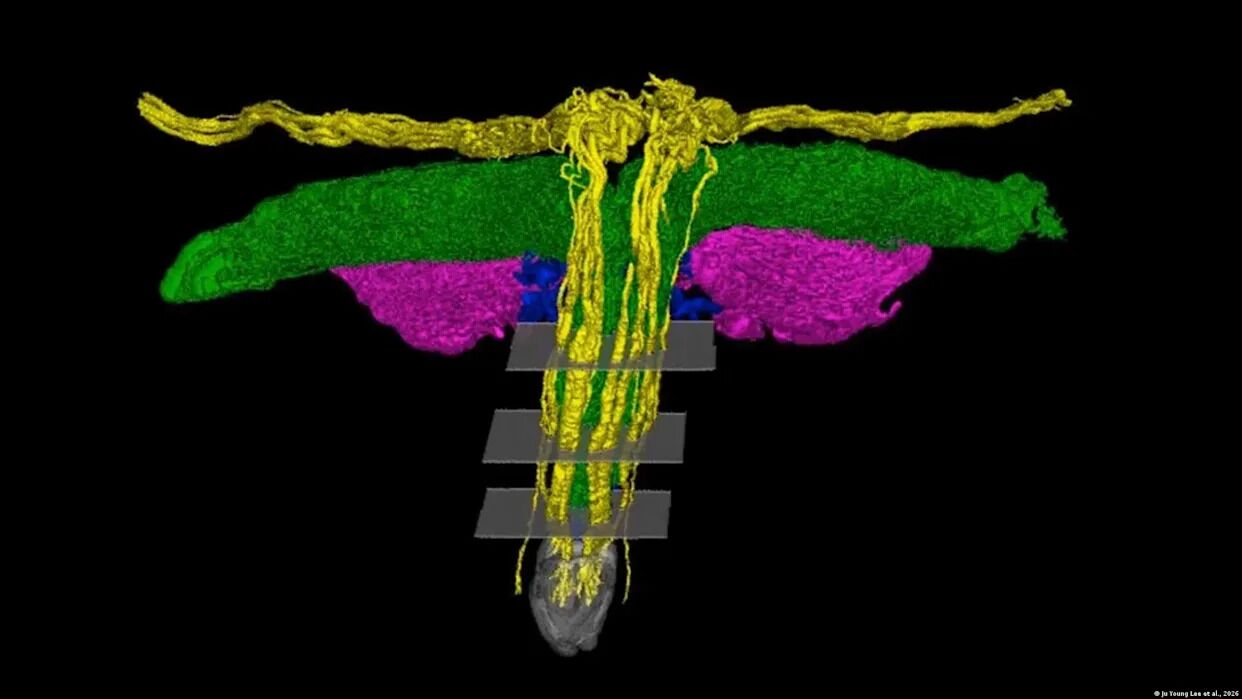 First 3D map of the clitoris reveals a whole new network of sexual sensitivity