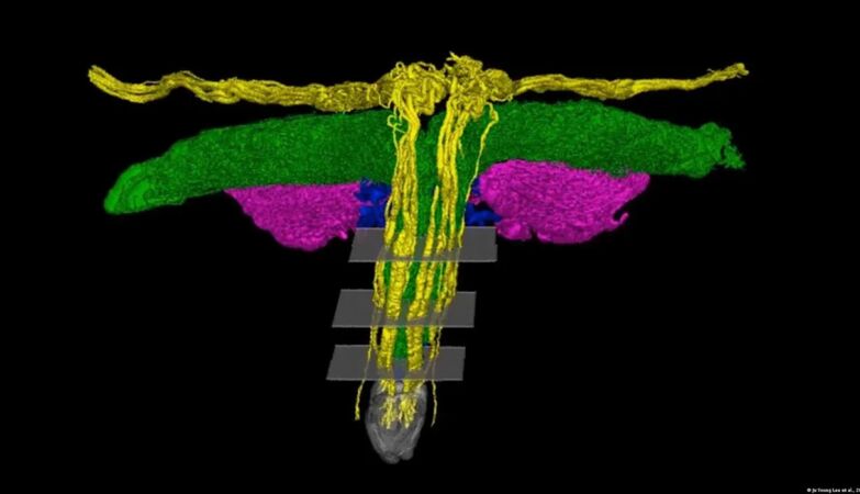 First 3D map of the clitoris reveals a whole new network of sexual sensitivity