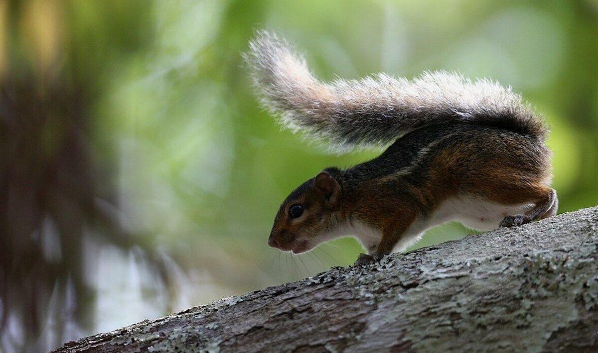A monkey ate the wrong squirrel – and started an outbreak