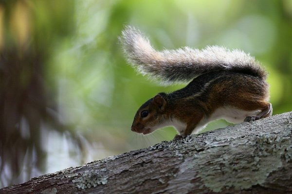 A monkey ate the wrong squirrel – and started an outbreak