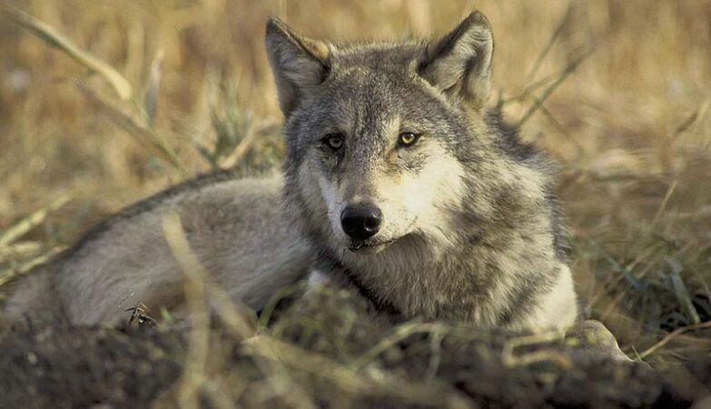Published an image of a wolf made with AI — risks a sentence of up to 5 years in prison for doing so