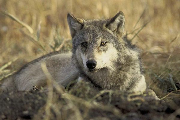 Published an image of a wolf made with AI — risks a sentence of up to 5 years in prison for doing so