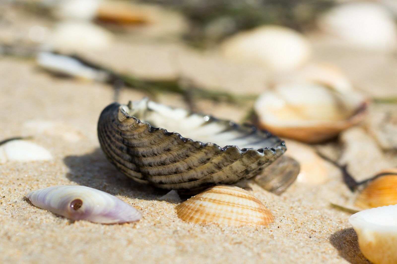 Scientists discover entire island made of leftover human food