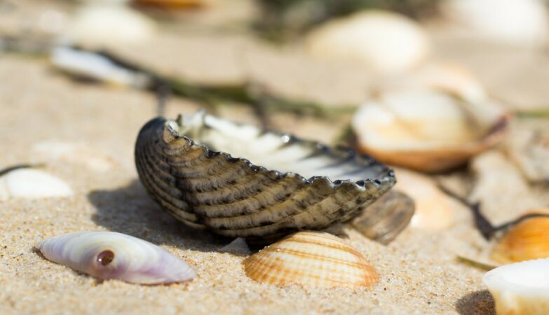 Scientists discover entire island made of leftover human food