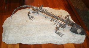 “Mummy” hid the origin of the human respiratory system