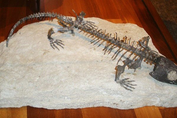 “Mummy” hid the origin of the human respiratory system