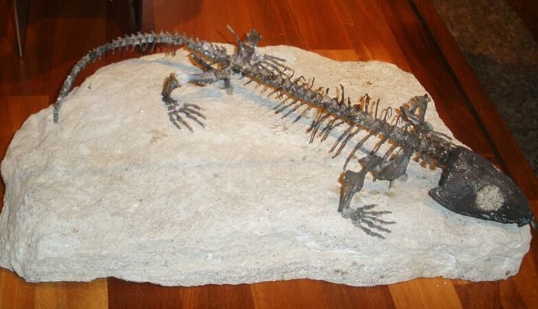 “Mummy” hid the origin of the human respiratory system