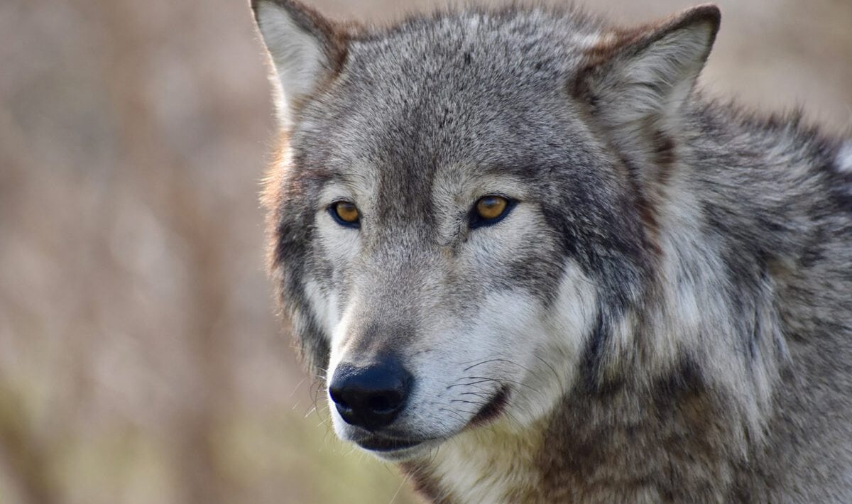 Wolf swam in freezing water for more than 1 km to escape roads and villages