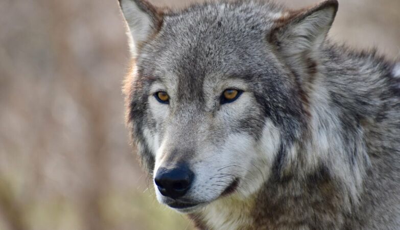 Wolf swam in freezing water for more than 1 km to escape roads and villages