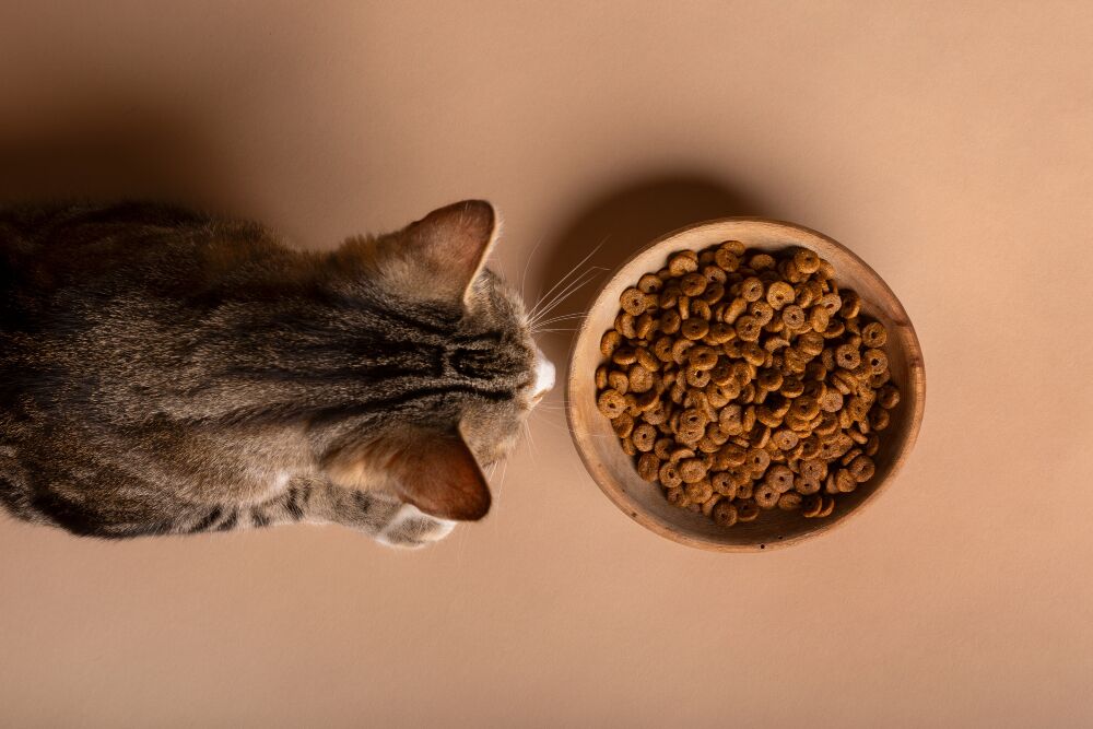Cats stop eating and still have food in their bowl; It's not (just) lack of hunger