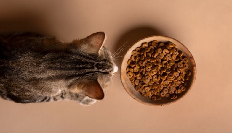 Cats stop eating and still have food in their bowl; It's not (just) lack of hunger