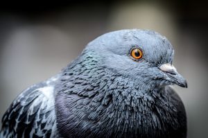 Pigeon feces could be used in our food