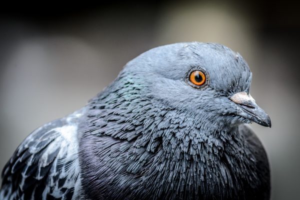 Pigeon feces could be used in our food