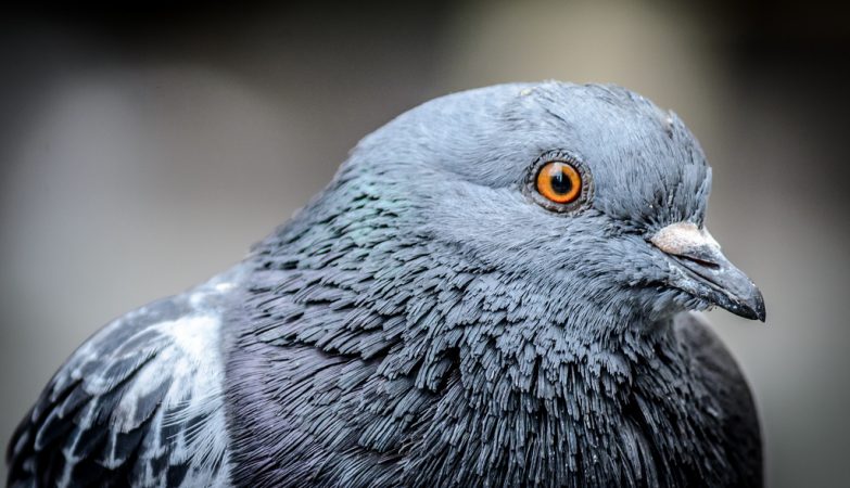 Pigeon feces could be used in our food