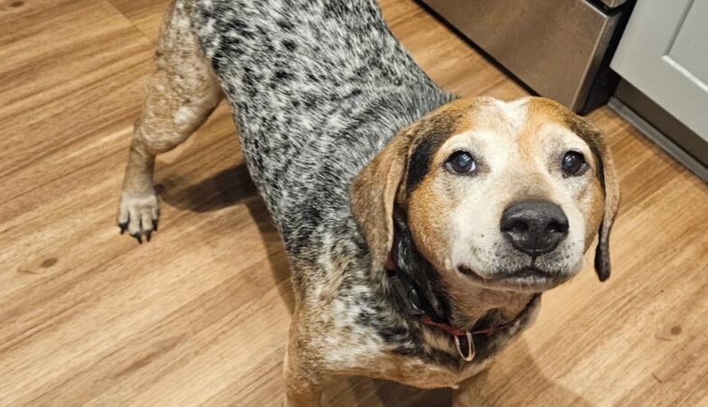 Scammers use AI to extort money from desperate families looking for their animals