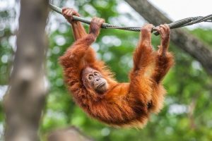 An orangutan swings on a rope. It may not seem like it, but it's a fantastic discovery