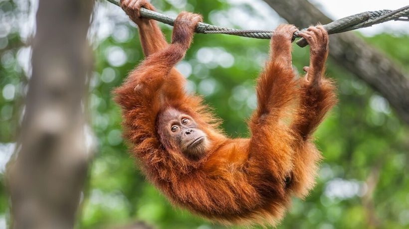 An orangutan swings on a rope. It may not seem like it, but it's a fantastic discovery