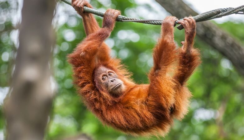 An orangutan swings on a rope. It may not seem like it, but it's a fantastic discovery