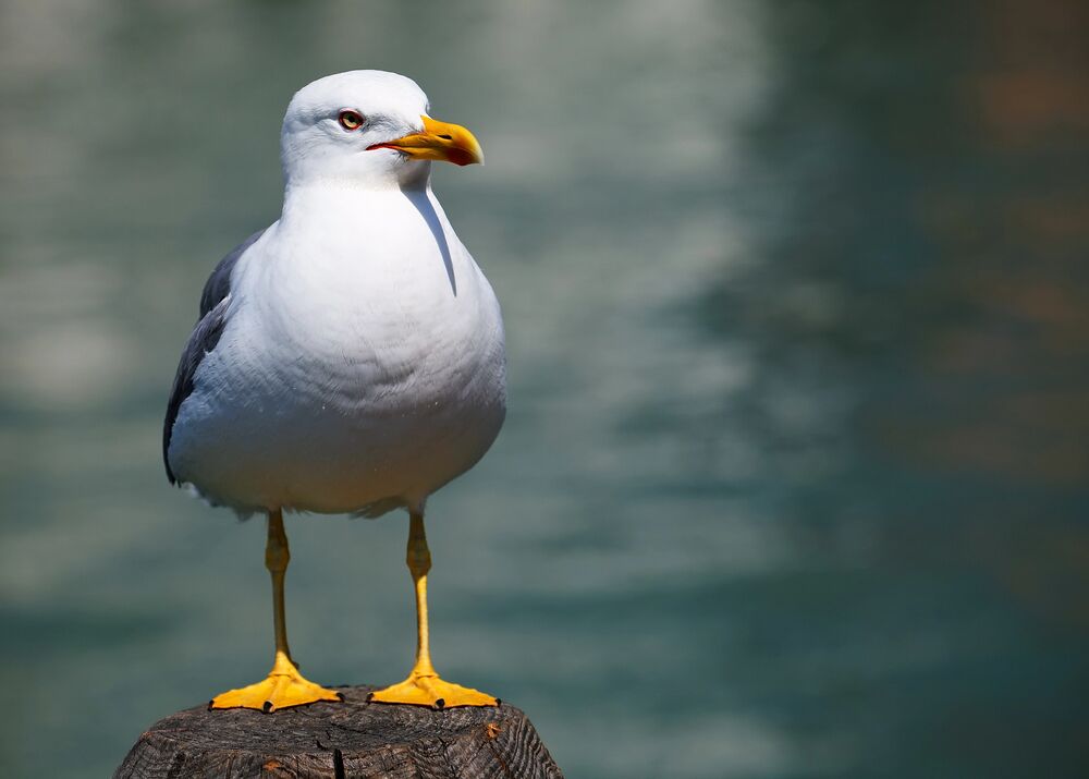 You may be being “seagulled”: here are three signs