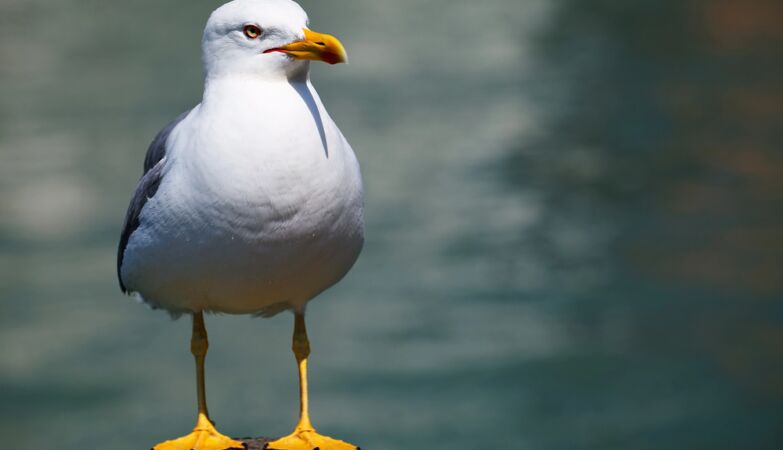 You may be being “seagulled”: here are three signs