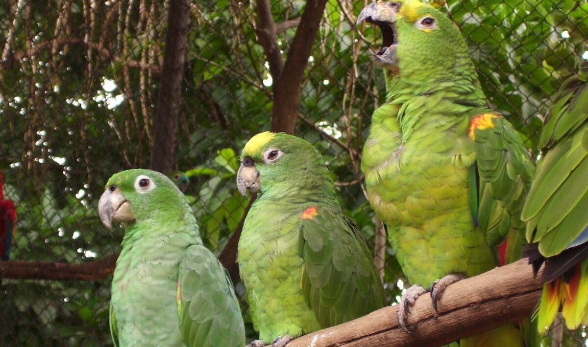 Impressive “Forest Internet” also helps birds and monkeys communicate