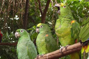 Impressive “Forest Internet” also helps birds and monkeys communicate