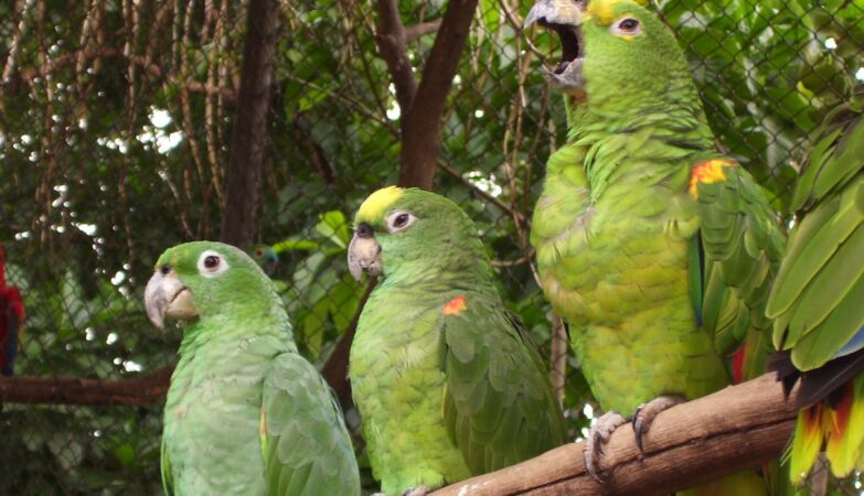 Impressive “Forest Internet” also helps birds and monkeys communicate