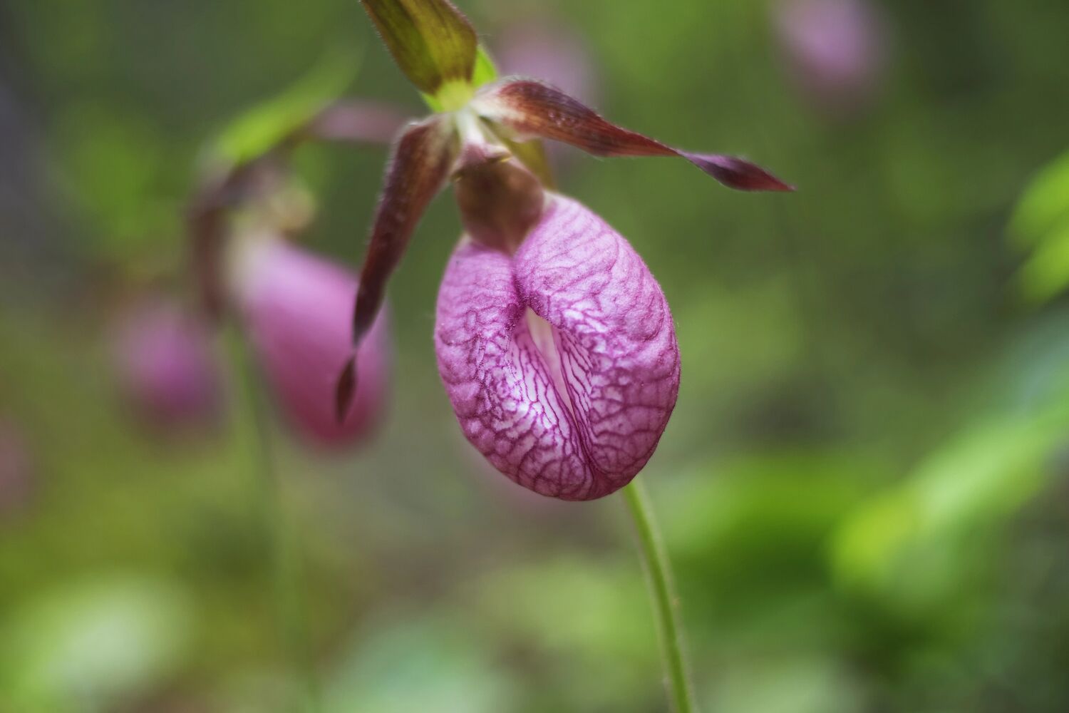 Pink slippers are actually a natural escape room for bees