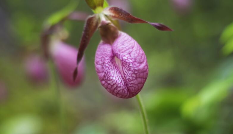 Pink slippers are actually a natural escape room for bees