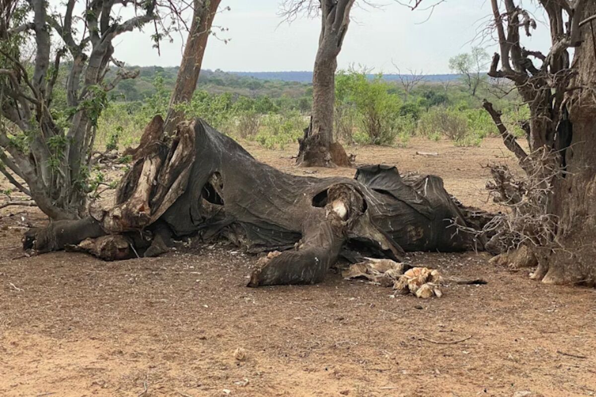 1.8 million years ago, human ancestors ate elephants to improve their brain health