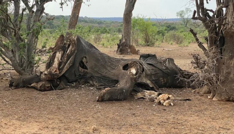 1.8 million years ago, human ancestors ate elephants to improve their brain health