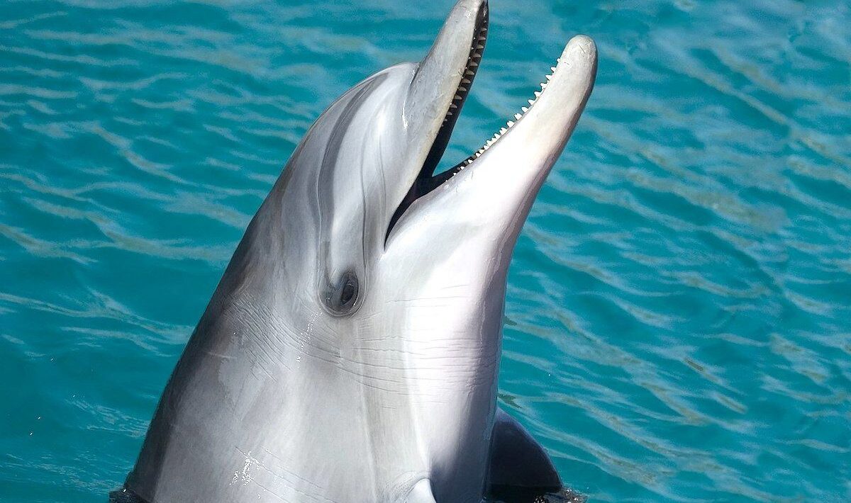 How can dolphins swim so fast?